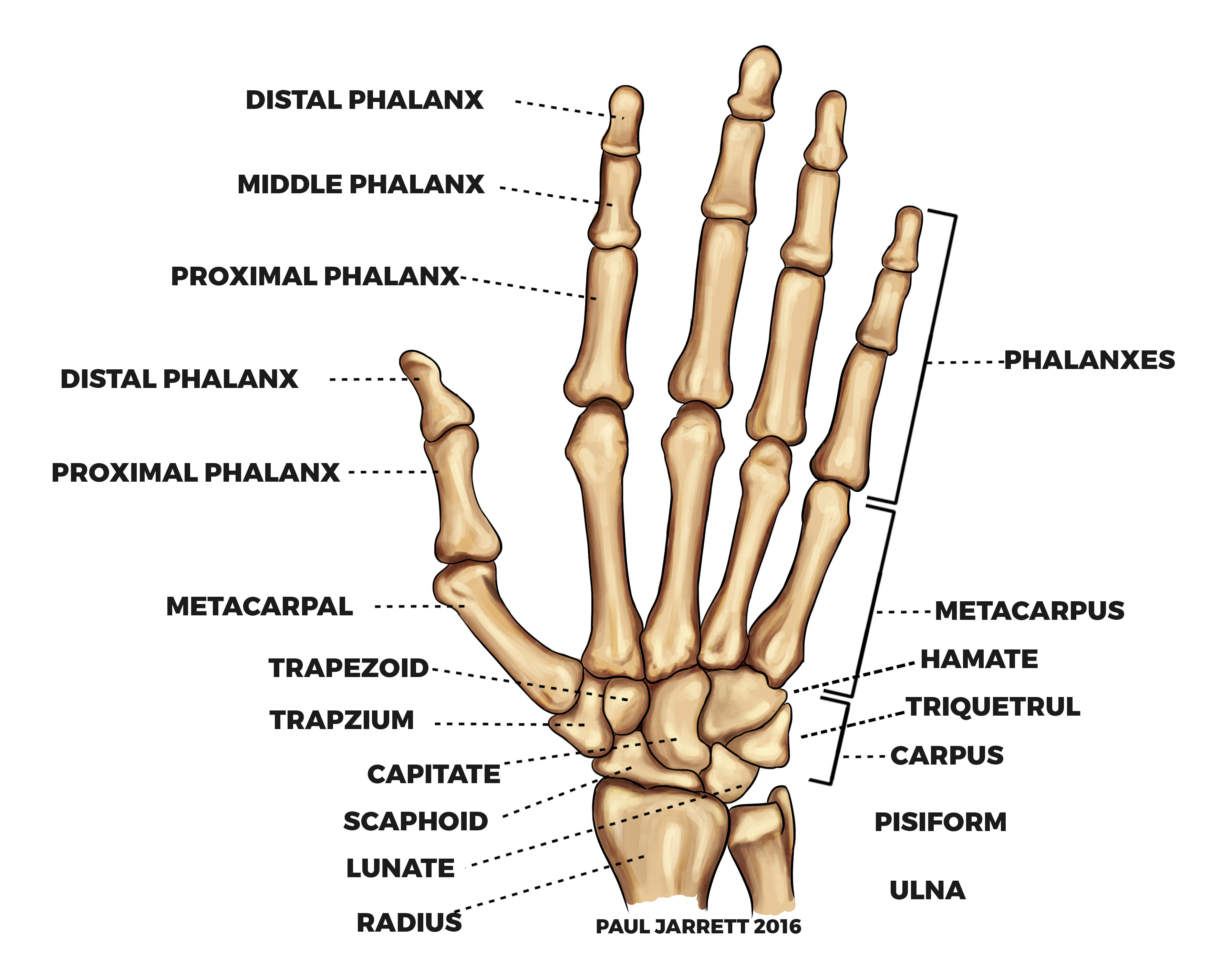 What Are Free Moving Joints Called